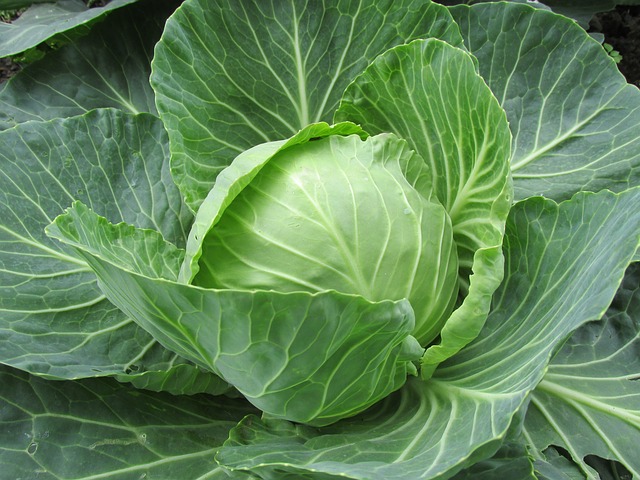 Healthy and refreshing cabbage soup