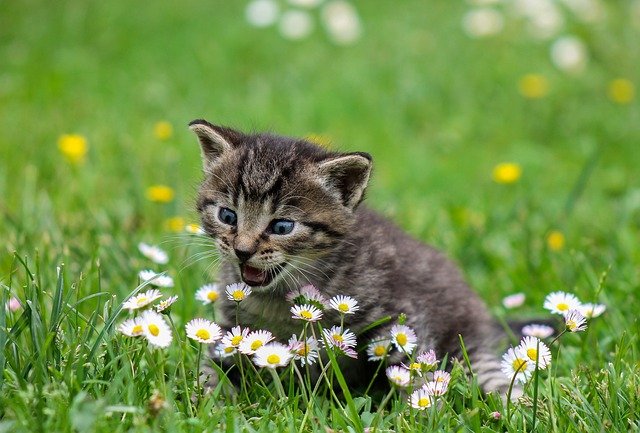 Cats Need Special, Quality Food